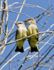 Western Kingbird juveniles